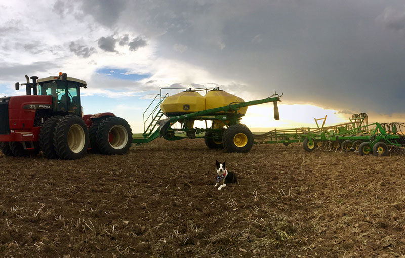 farm equipment in a field with a dog