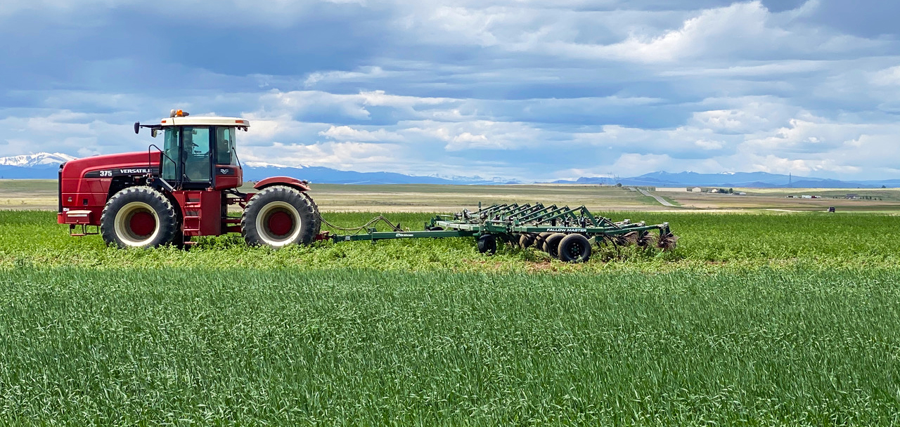 tractor in green millet field